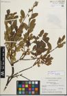 Foto von Salix glauca L.